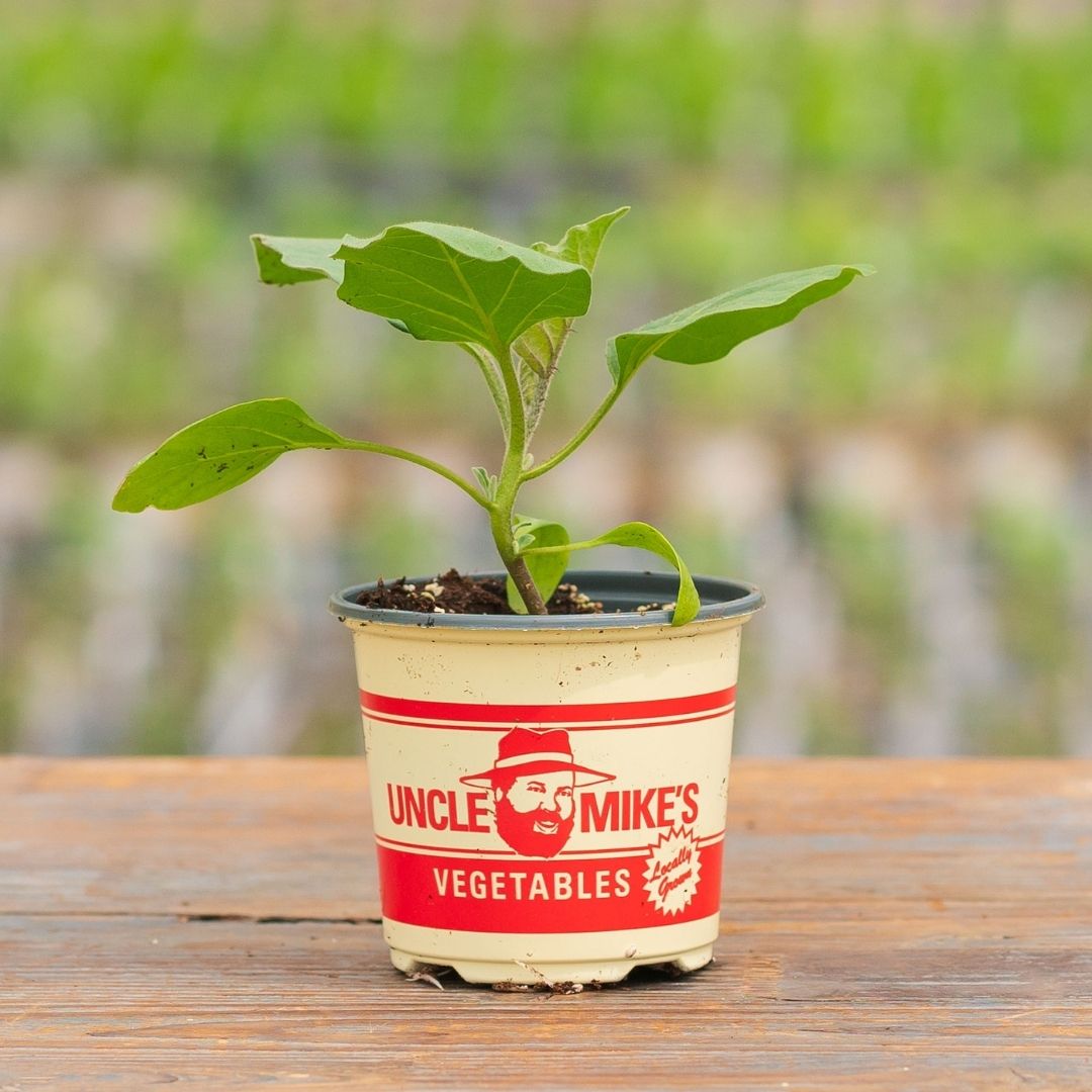 Eggplant – Classic – 4″ Pot